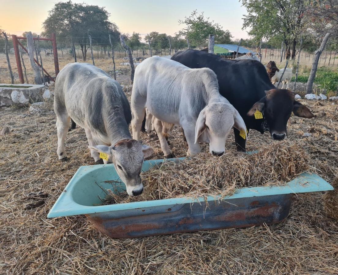 Tamboti Farm Accommodation Tsumeb Bagian luar foto