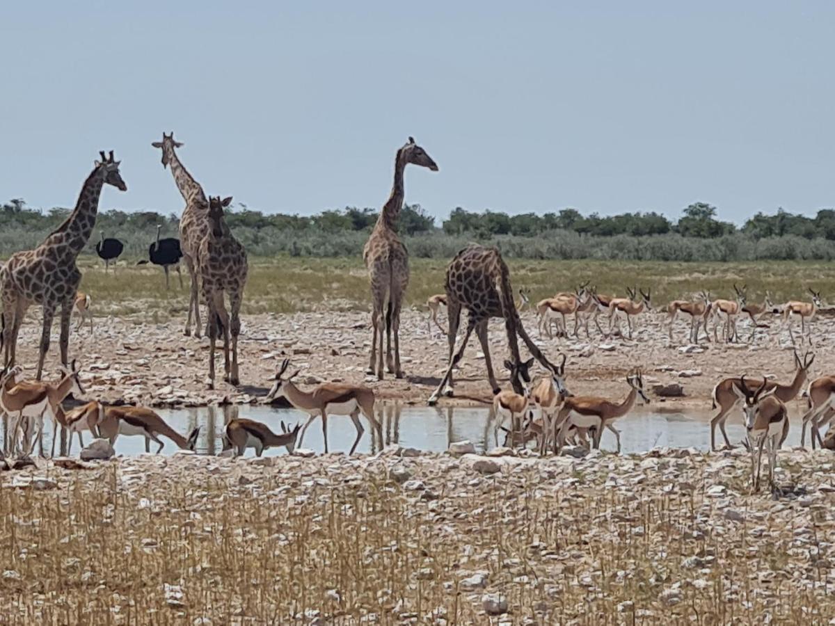 Tamboti Farm Accommodation Tsumeb Bagian luar foto