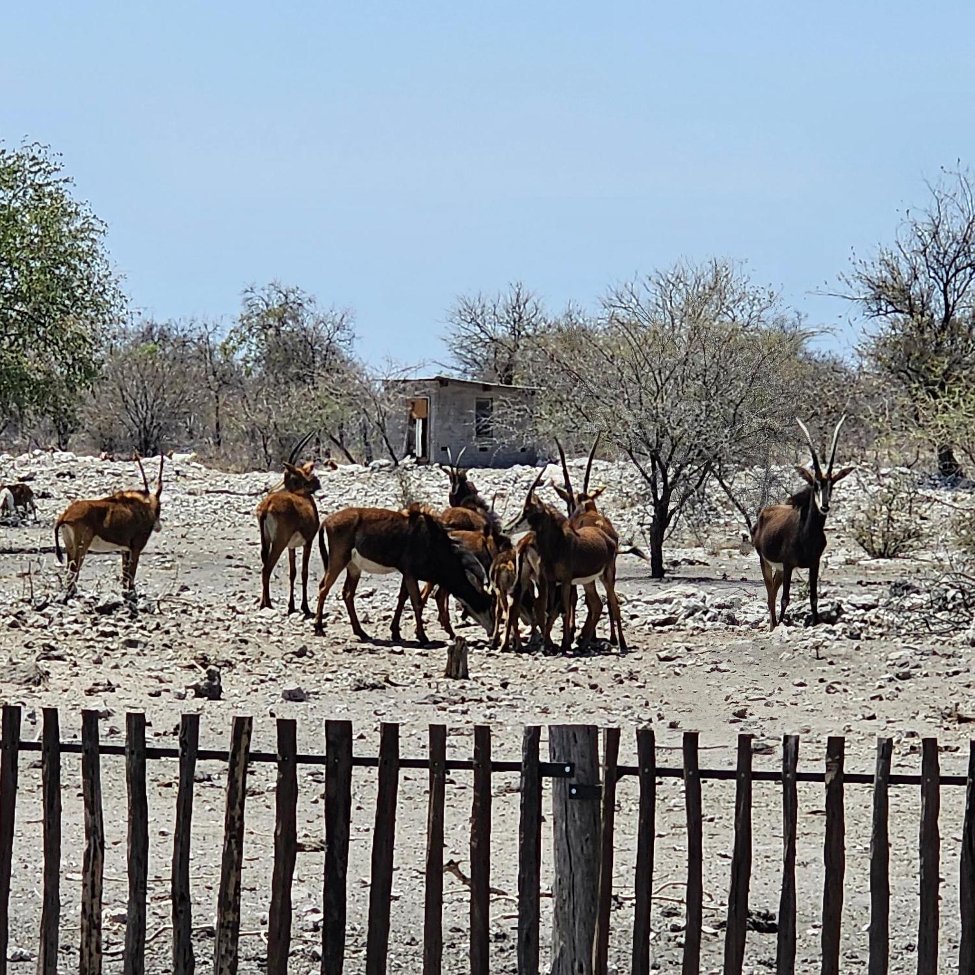 Tamboti Farm Accommodation Tsumeb Bagian luar foto